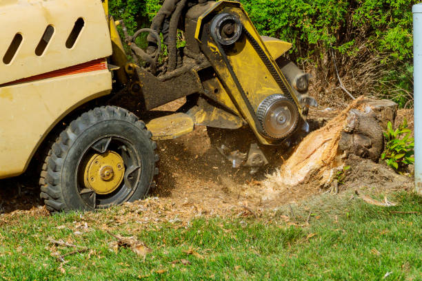 How Our Tree Care Process Works  in  Lake Mary, FL